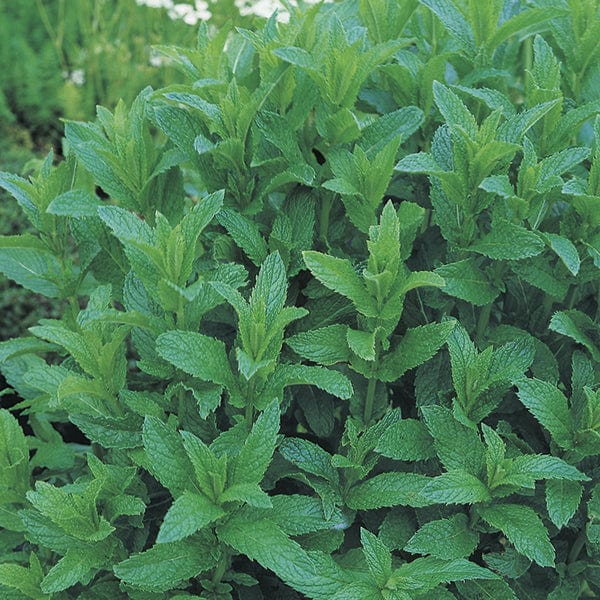 Garden Mint Herb Plants