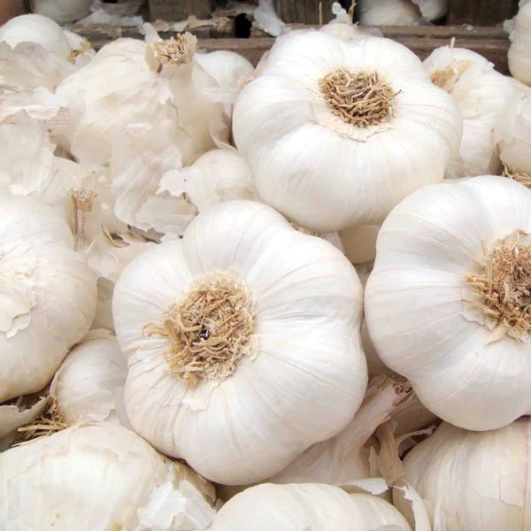 Autumn Planting Garlic Bulb Collection - Image 2