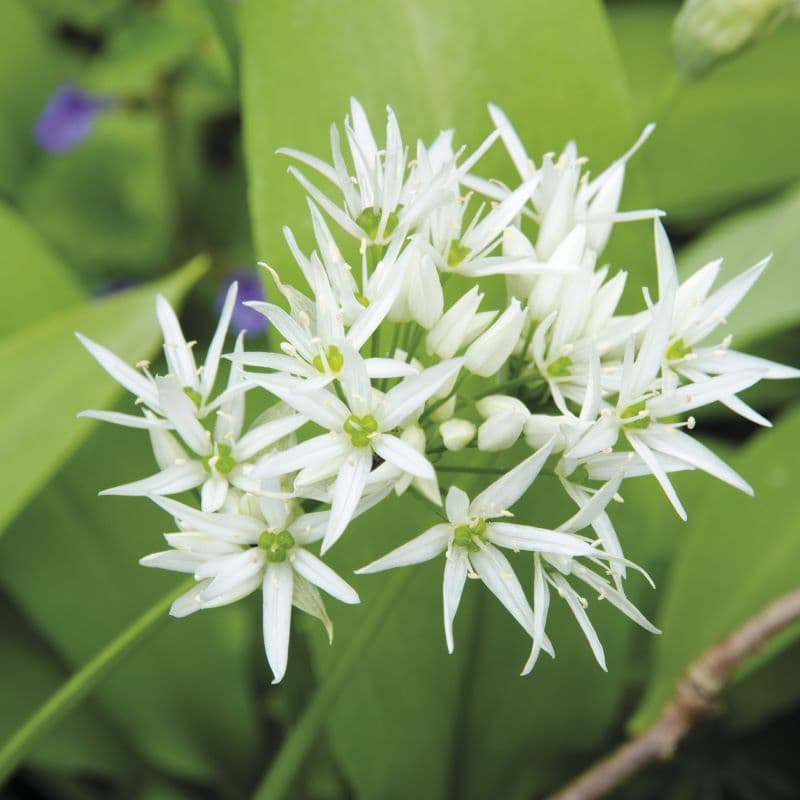 Garlic (Wild) Seeds - Image 3