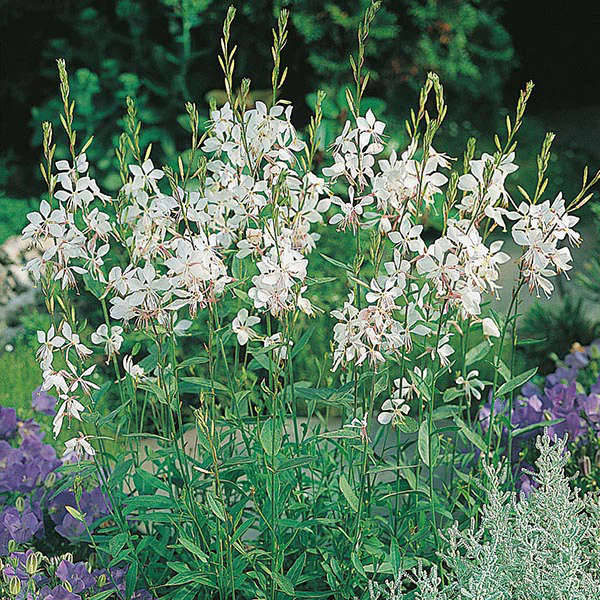 Gaura The Bride Seeds - Image 3