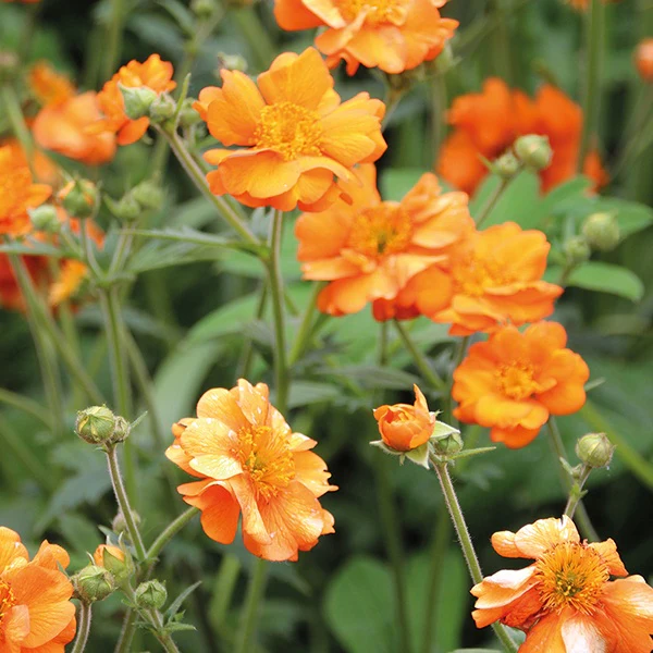 Geum Totally Tangerine Flower Plants