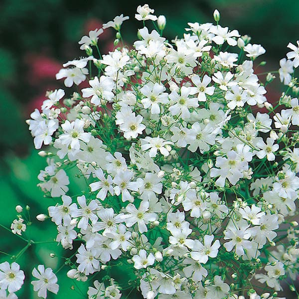 Gypsophila Monarch White - Image 3