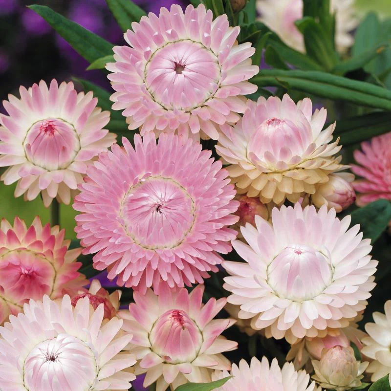 Helichrysum Silvery Rose Seeds - Image 3