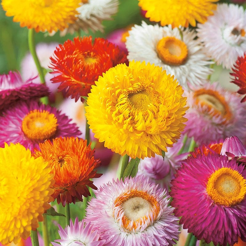 Helichrysum Strawflower Seeds - Image 3