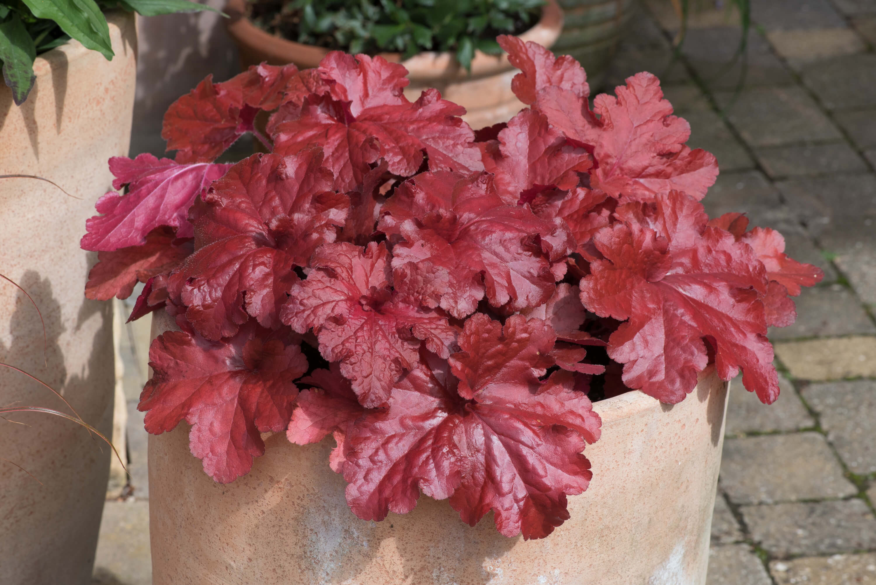 Heuchera Forever Red Flower Plants