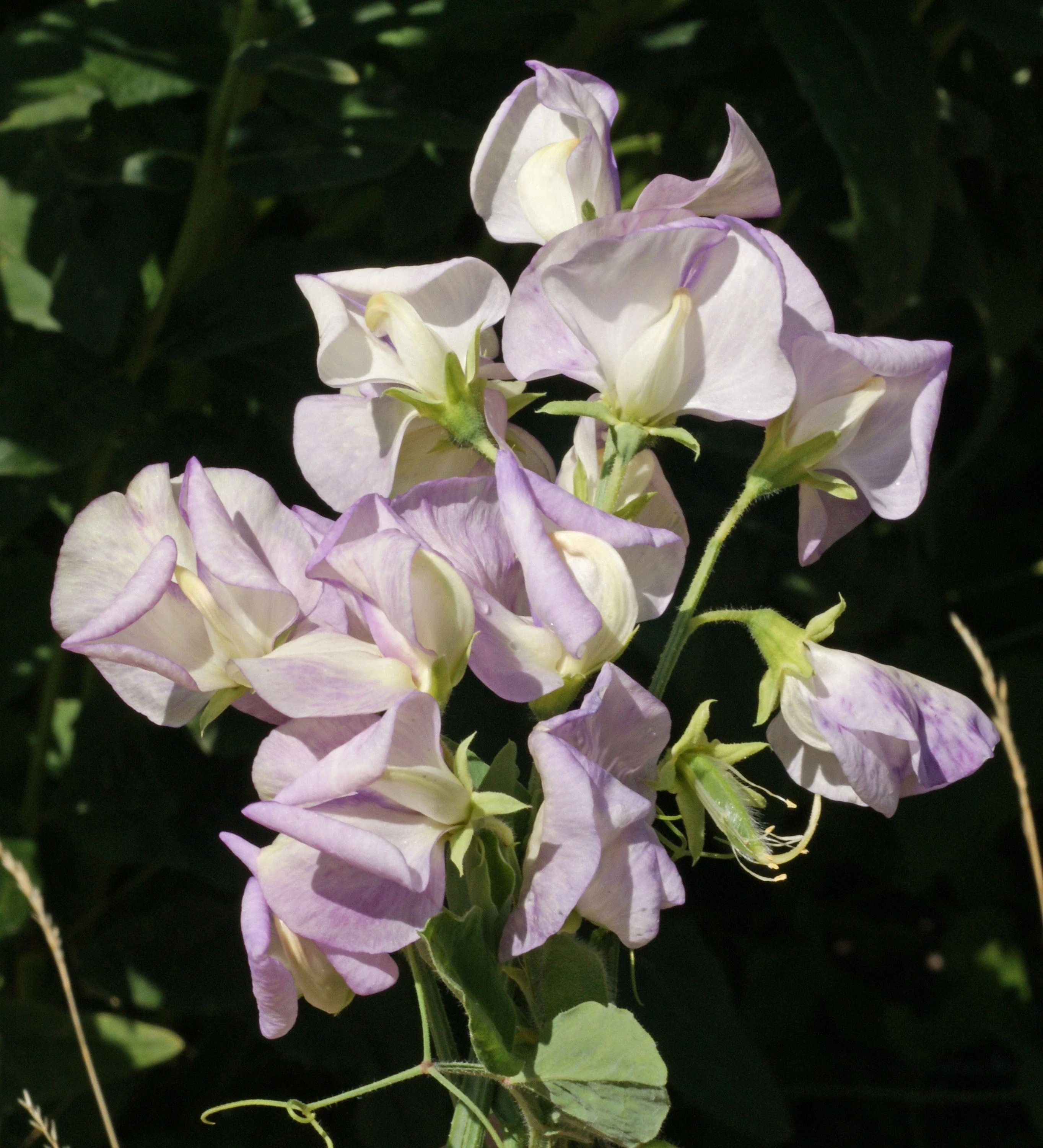 Sweet Pea High Scent Seeds - Image 4