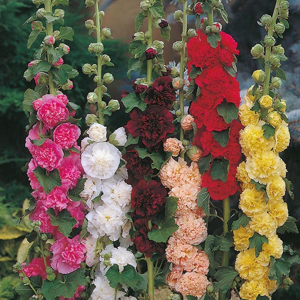 Hollyhock Chaters Double Mixed - Image 3