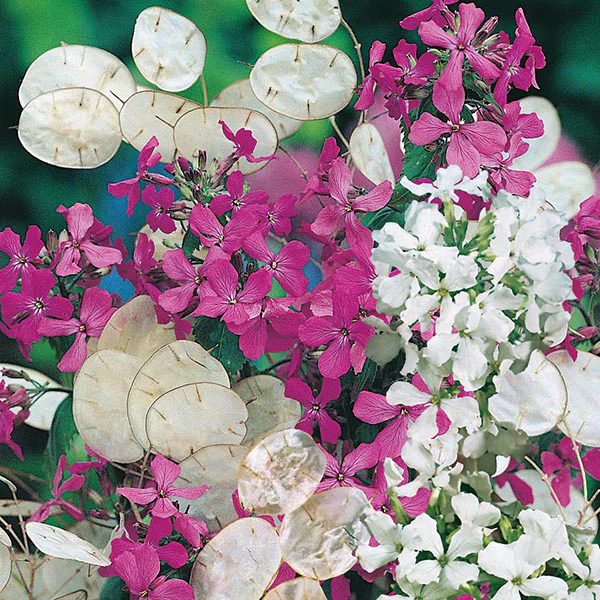 Honesty Purple & White Mixed - Image 3