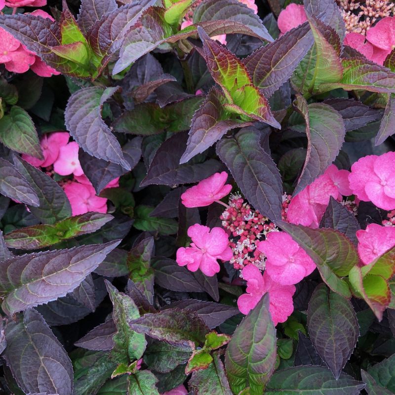 Hydrangea Daredevil Potted Plant - Image 2