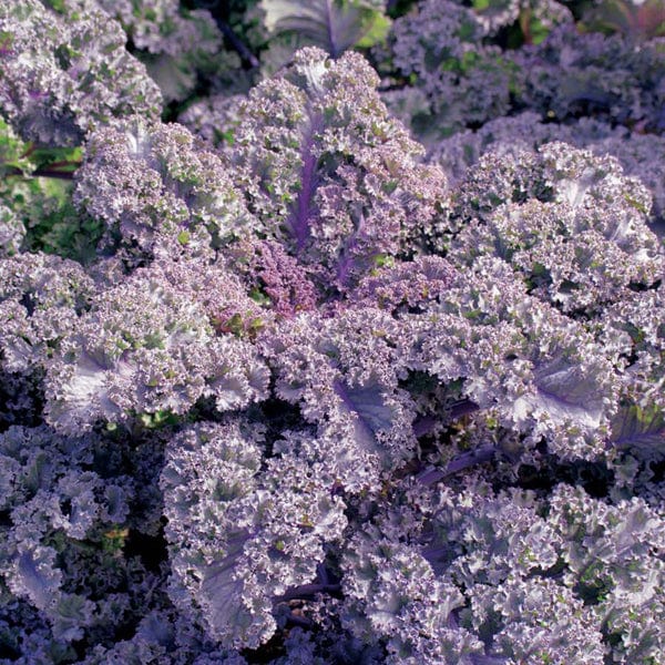 Kale Curly Scarlet Seeds - Image 3