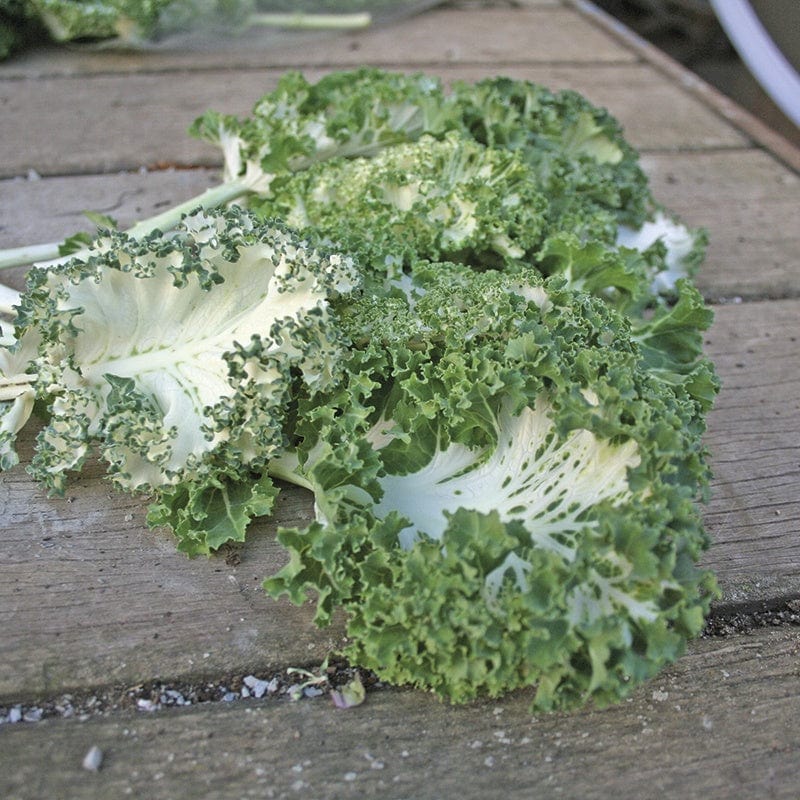 Kale Emerald Ice Seeds - Image 3