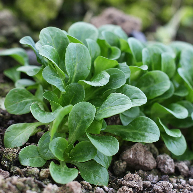 Lambs Lettuce Vit Vegetable Seeds - Image 3