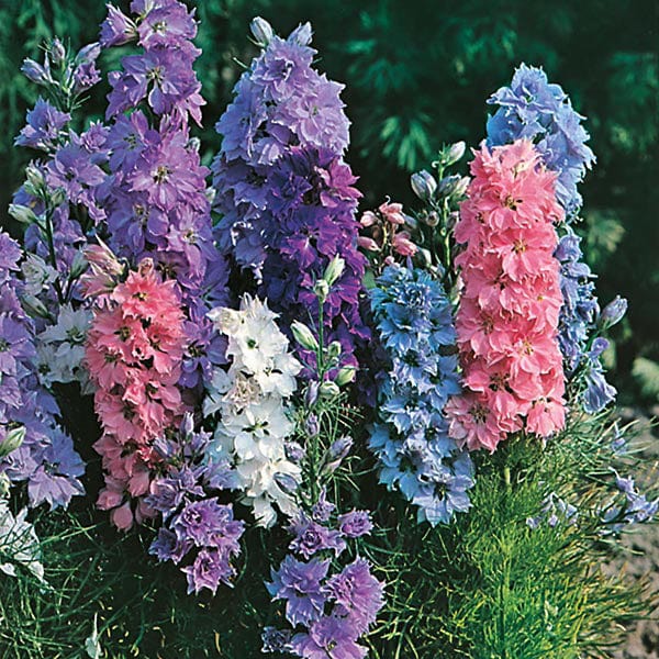 Larkspur Hyacinth Dwarf Mixed Seeds - Image 3