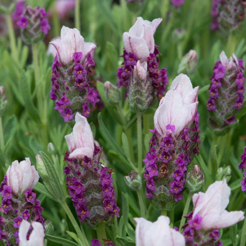 Lavandula stoechas (French) Collection 9 Young Plants - Image 5
