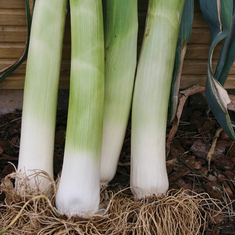 Leek Musselburgh Seeds - Image 3