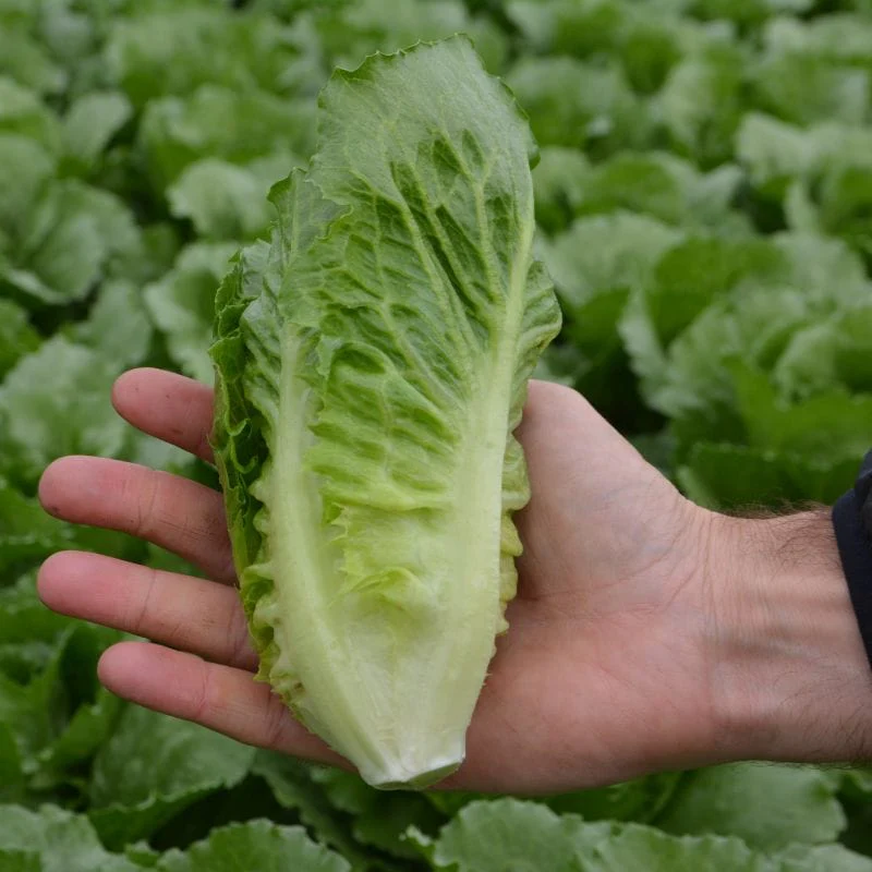 Lettuce Greenspy - Image 2