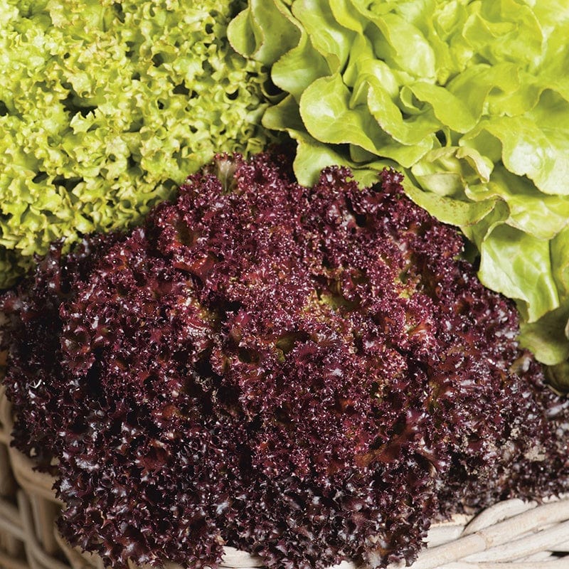 Lettuce Headed Mixed Seeds - Image 3