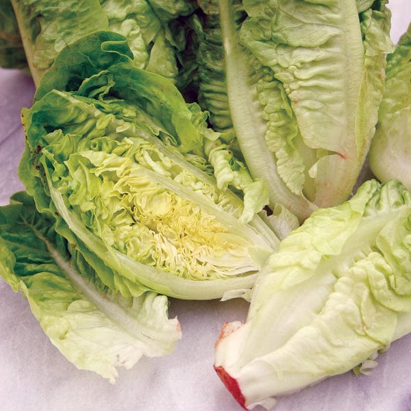 Lettuce Little Gem Seeds - Image 3