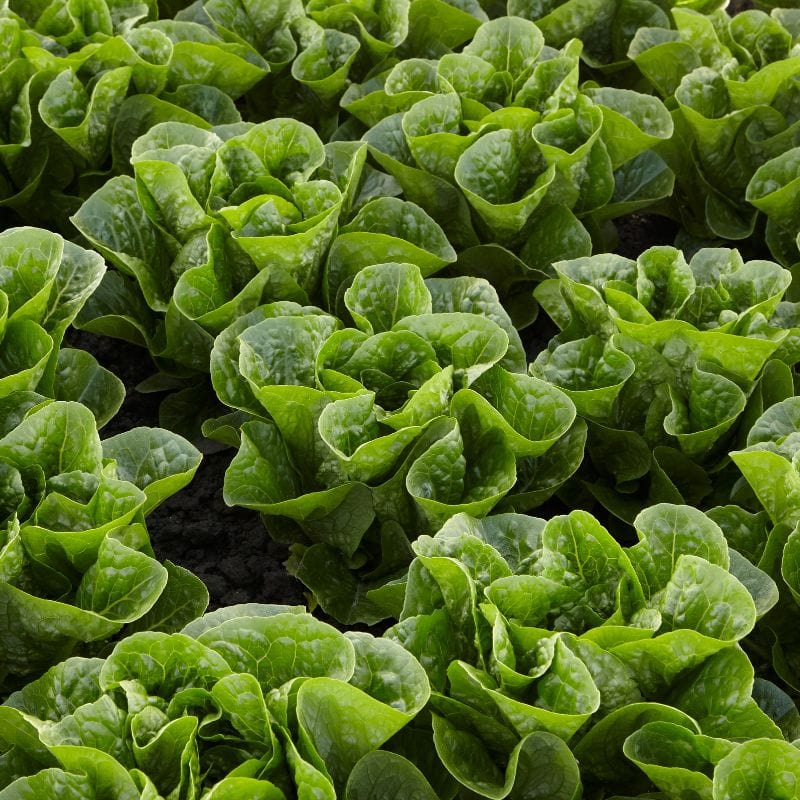 Lettuce Tamago - Image 2