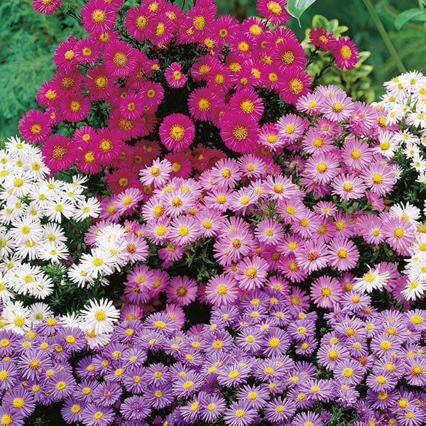 Michaelmas Daisy Mixed Seeds - Image 3