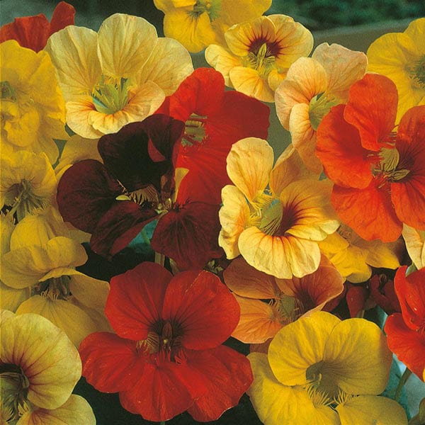 Nasturtium Tip Top Mixed Seeds - Image 3