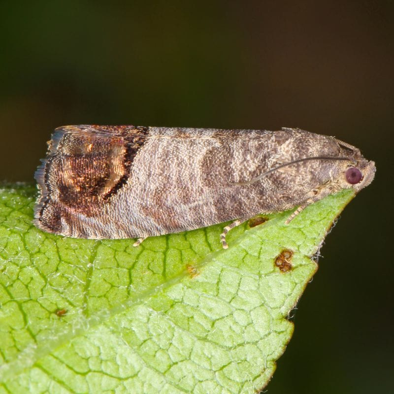 NemaKnights™ Nematodes Biological Fungus Gnat, Thrips and Root Aphid Control - Image 9