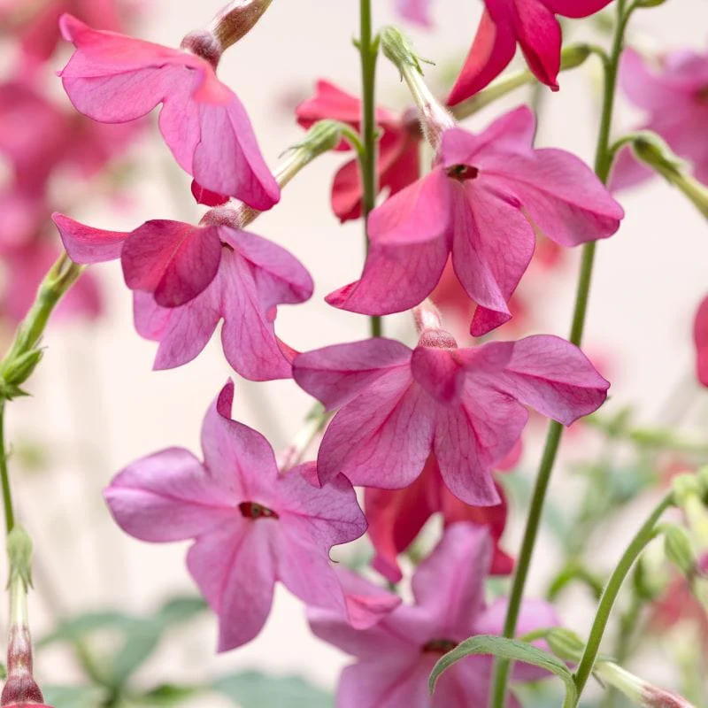 Nicotiana Sirius Pink F1 Seeds - Image 3