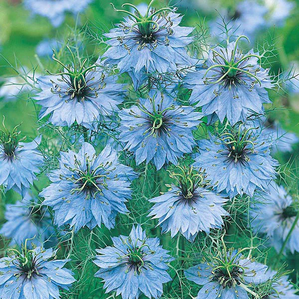 Nigella Miss Jekyll Seeds - Image 3