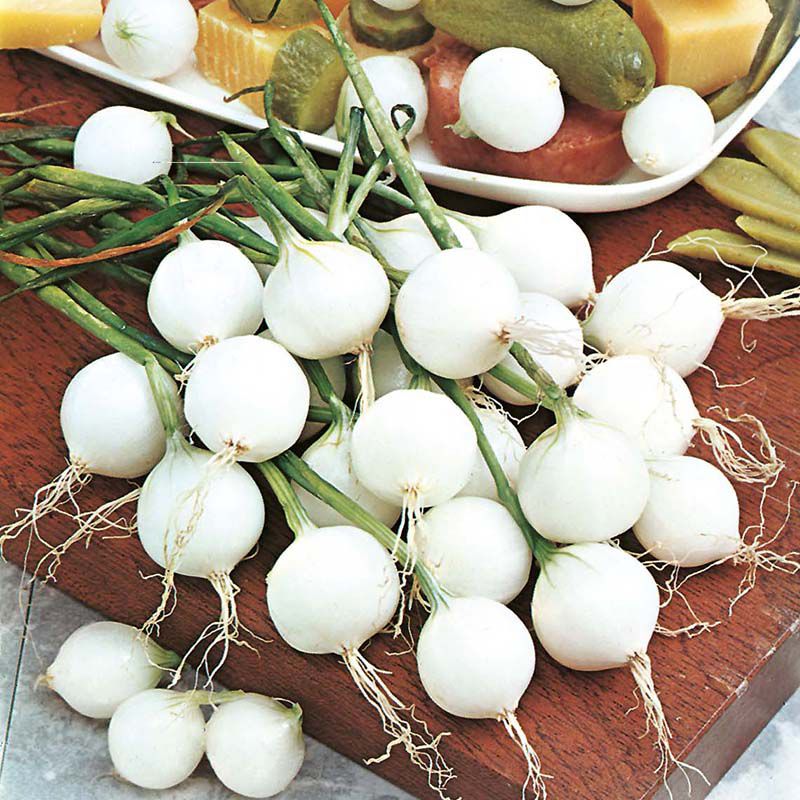 Onion De Paris (Silverskin) Vegetable Seeds - Image 3