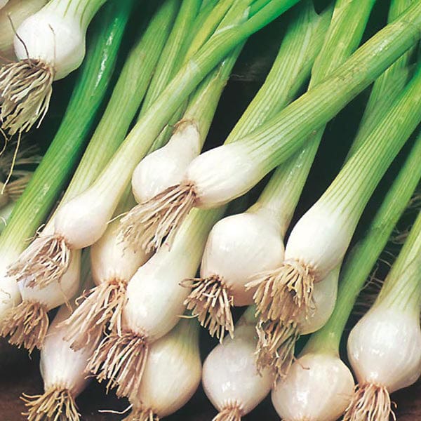 Onion (Spring) White Lisbon Seed Tape - Image 3
