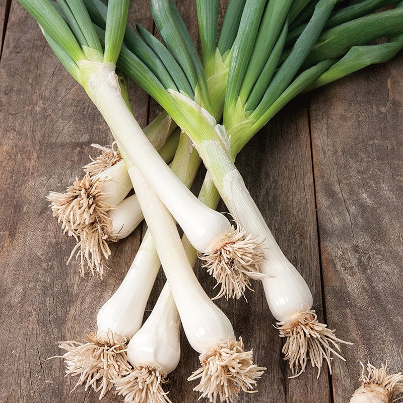 Onion (Spring) White Lisbon Winter Hardy Seeds - Image 3