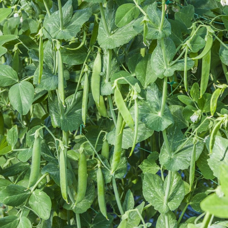 Pea Kudo Seeds - Image 2