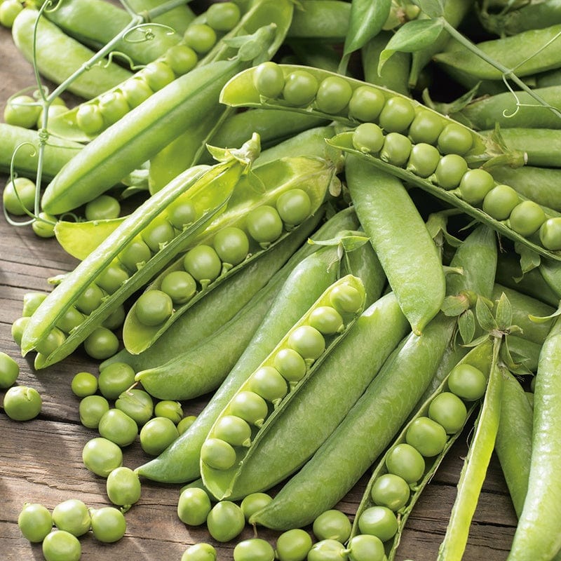 Pea Meteor Seeds - Image 2