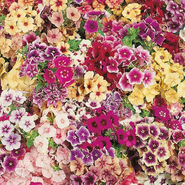 Phlox Tapestry Seeds - Image 3