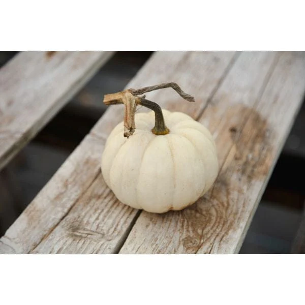 Pumpkin Casperita Vegetable Plants