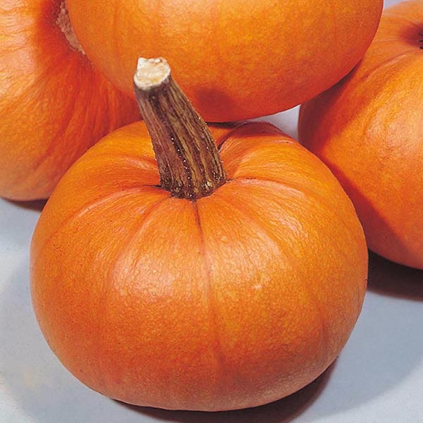 Pumpkin Small Sugar Seeds - Image 3