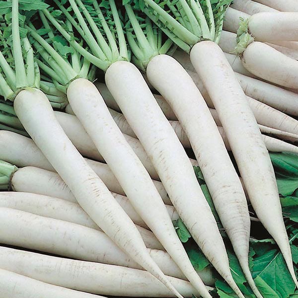 Radish Mooli Mino Early Seeds - Image 3