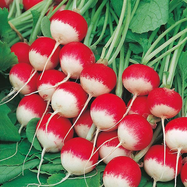 Radish Sparkler 3 Seeds - Image 3