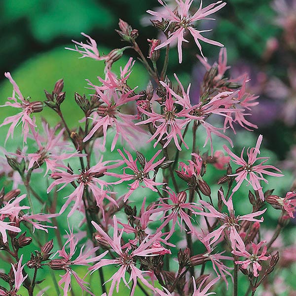 Nature's Helpers Ragged Robin Seeds - Image 3