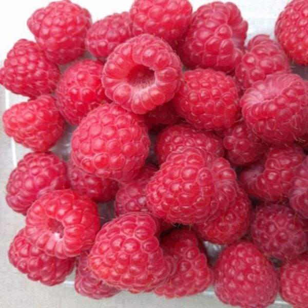 Raspberry Octavia Fruit Plants (Floricane) - Image 3