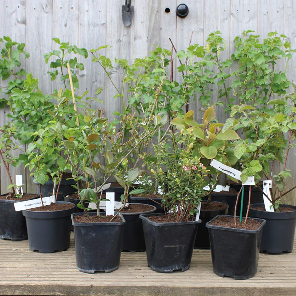 Raspberry Yummy Fruit Plant - Image 2