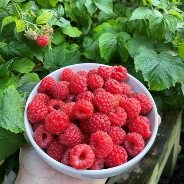 Raspberry Yummy Fruit Plant - Image 3