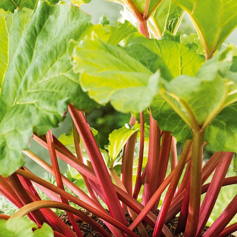 Rhubarb Crumble King Plants - Image 2