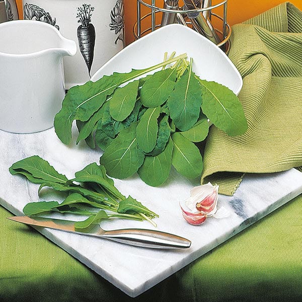 Rocket Apollo Seeds - Image 3