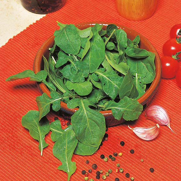 Rocket Cultivated Seeds - Image 3