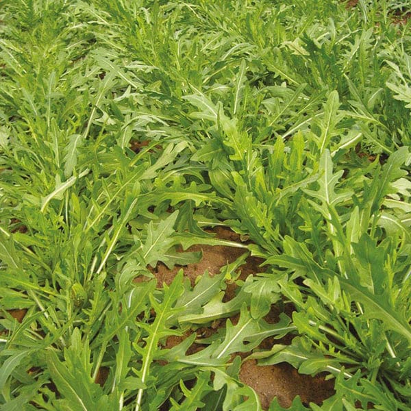 Rocket Tirizia Seeds - Image 3