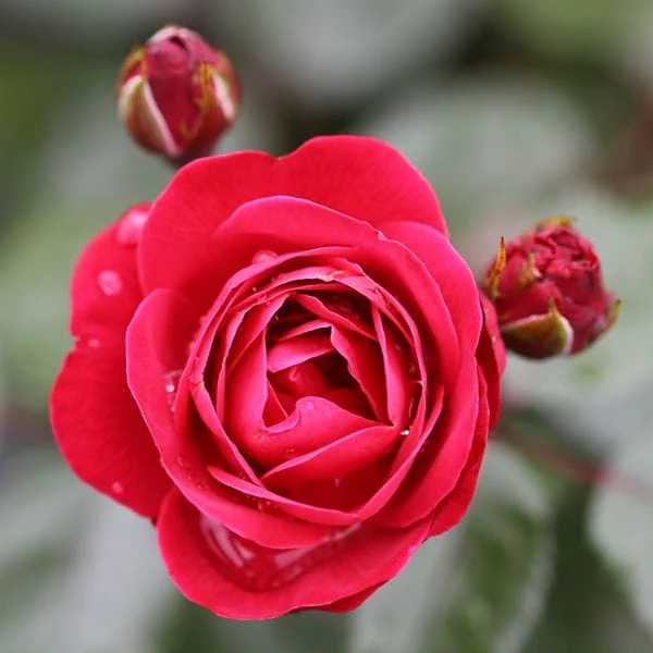 Rose Precious Ruby (Floribunda) Plants