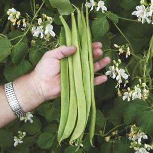 Runner Bean Moonlight Vegetable Plants