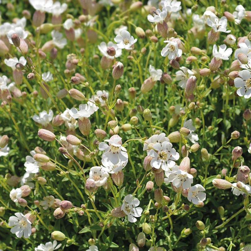 Nature's Helpers Sea Campion Wildflower Seeds - Image 3