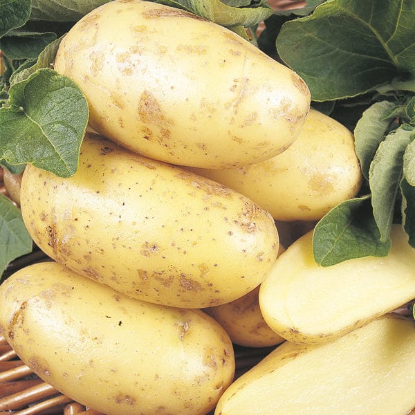 Kitchen Classics Seed Potato Collection - Image 3